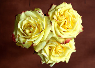 Картинка цветы розы желтый трио