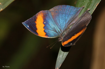 Картинка животные бабочки лист бабочка