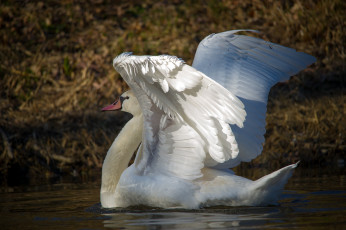 Картинка животные лебеди белый крылья