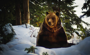 Картинка животные медведи бурый зима грозный
