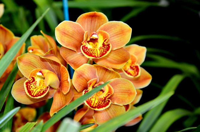 Обои картинки фото цветы, орхидеи, экзотика, ветка, оранжевый