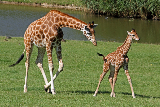 Обои картинки фото животные, жирафы, мама, малыш, шея