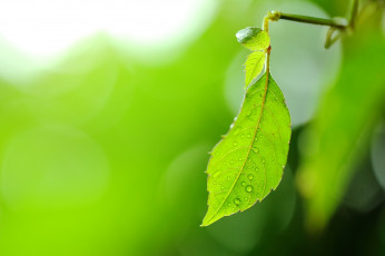 Картинка природа листья лист зеленый макро
