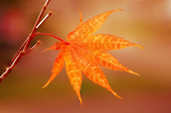 Картинка природа листья японский клен осень ветка лист