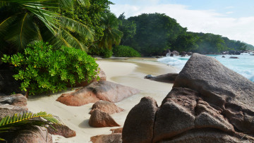 Картинка природа тропики море пляж пальмы песок солнышко