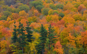 Картинка природа лес осень ель склон деревья