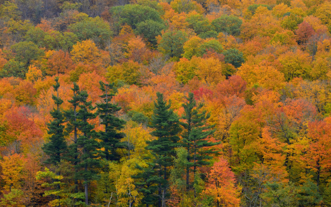 Обои картинки фото природа, лес, осень, ель, склон, деревья
