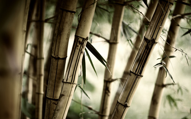 Обои картинки фото природа, лес, трава, листья, бамбук