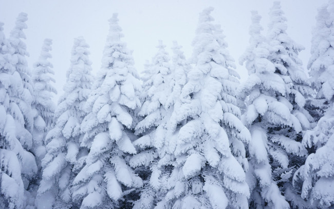 Обои картинки фото природа, зима, снег, лес, снежинки, ели