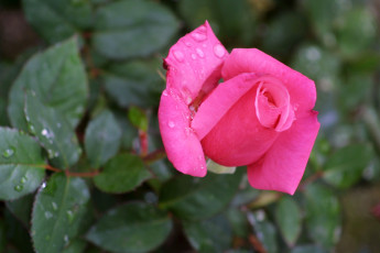 Картинка цветы розы капли бутон