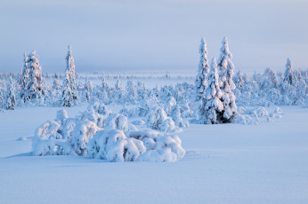 Картинка природа зима небо ель снег деревья