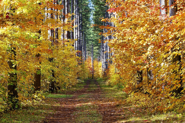 Обои картинки фото природа, дороги, лес, осень