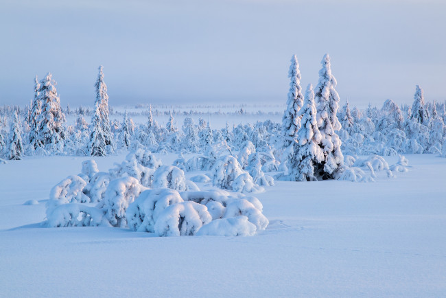 Обои картинки фото природа, зима, небо, ель, снег, деревья