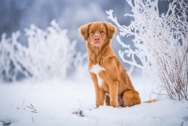 Обои картинки фото животные, собаки, зима, иней, взгляд, снег, природа, фон, голубой, собака, светлый, рыжий, сугробы, щенок, серьезный, сидит, ретривер, веточки, былинки, подросток