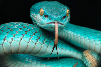 Картинка куфия животные змеи +питоны +кобры змея пресмыкающиеся чешуйчатые хордовые