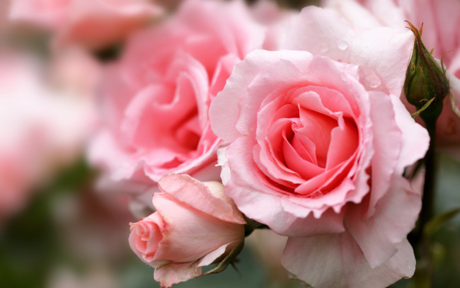 Обои картинки фото цветы, розы, боке