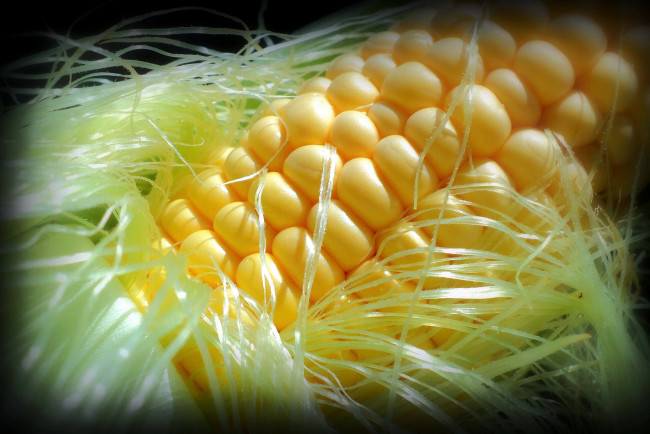 Обои картинки фото еда, кукуруза, початок, макро