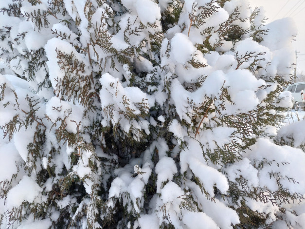Обои картинки фото природа, другое, зима, снег