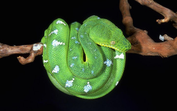 Картинка животные змеи питоны кобры