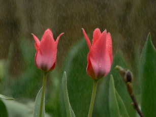 Картинка цветы тюльпаны красные дождь