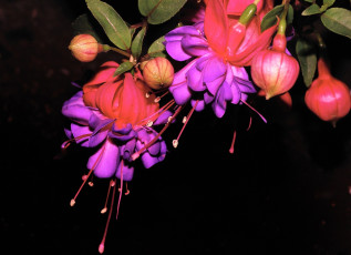 Картинка цветы фуксия лиловый красный