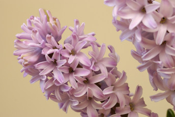 Картинка цветы гиацинты нежный