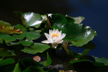 Картинка цветы лилии водяные нимфеи кувшинки белый листья вода