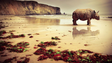 обоя животные, носороги, море, берег