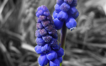 Картинка цветы гиацинты синие макро