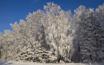 обоя природа, зима, снег, деревья