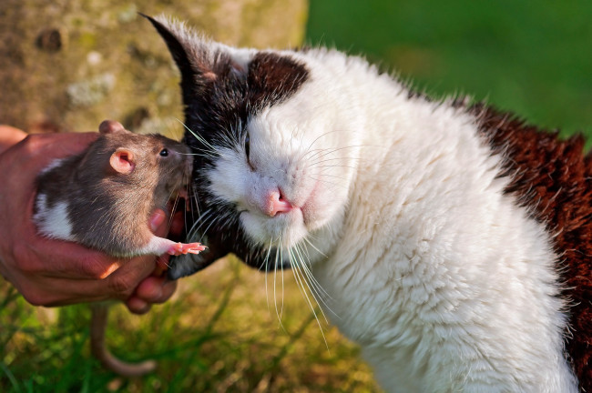 Обои картинки фото животные, разные, вместе, кошка, крыса
