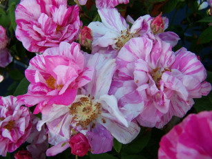 Картинка роза дамасская versicolor цветы розы