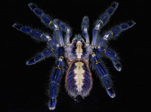 Картинка животные пауки лапы большой
