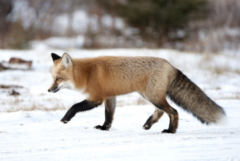 Картинка животные лисы хвост снег рыжая