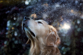 Картинка животные собаки снег собака друг