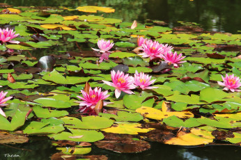 Картинка цветы лилии водяные нимфеи кувшинки пруд листья