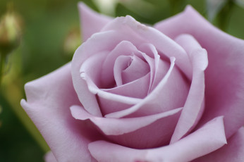 Картинка цветы розы макро лепестки бутон