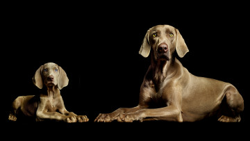 Картинка животные собаки легавая две черный фон