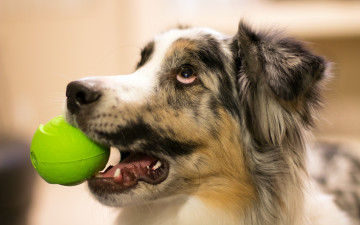 Картинка животные собаки собака мяч взгляд