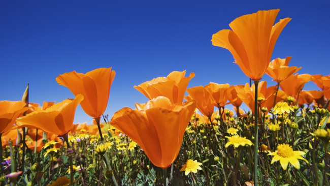 Обои картинки фото калифорнийские, маки, цветы, эшшольция, оранжевые, поле
