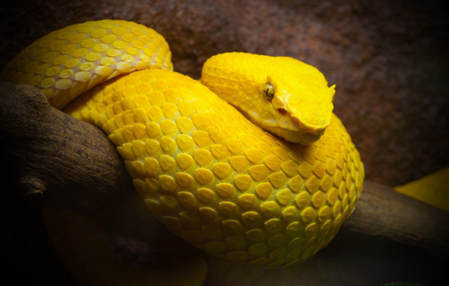 Обои картинки фото животные, змеи, питоны, кобры, полоз, желтый