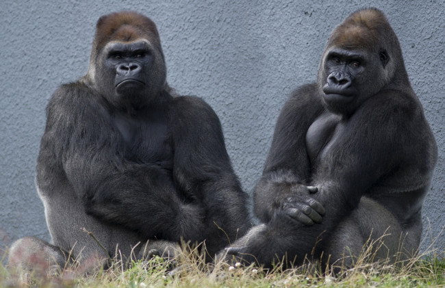 Обои картинки фото животные, обезьяны, гориллы, мужики, братаны