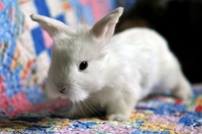 Обои картинки фото животные, кролики, зайцы, белый, малыш, лапушка