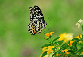 Картинка животные бабочки цветы бабочка