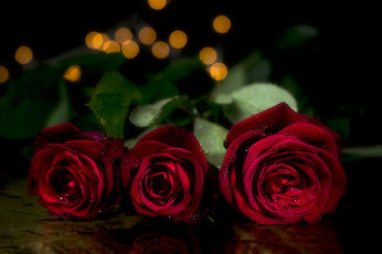Картинка цветы розы капли красные