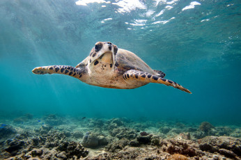 Картинка животные Черепахи океан черепаха ласты