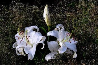 Картинка цветы лилии +лилейники гипсофила лилия