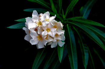 Картинка цветы олеандры ветка