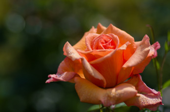 Картинка цветы розы лепестки бутон роза макро