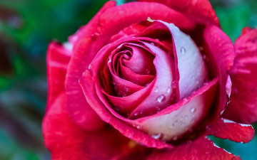 Картинка цветы розы макро капли роза лепестки бутон